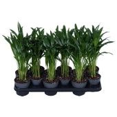 Хризалидокарпус Арека d10.5 см h40 см Хризалидокарпус Арека d10.5 см h40 см