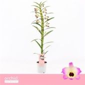 Дендробиум Nobile Sunny Eyes 1 ствол d12 см h65 см тип 1