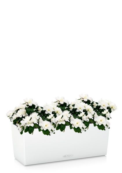 Азалия Индика белая в BALCONERS COLOR 50