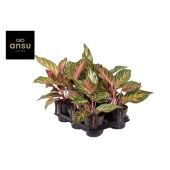 Аглаонема Айкатчер "Eyecatcher" d12 см h40 см тип 2 Аглаонема Айкатчер "Eyecatcher" d12 см h40 см тип 2