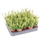 Рипсалис мезиамбрентеновый d5.5 см h10 см