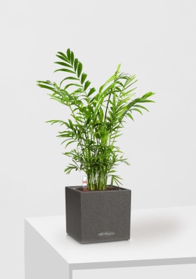 Хамедорея Элеганс 12/45 см в CANTO STONE 14