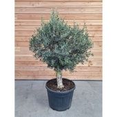 Олива европейская d70 см h190 см Олива европейская d70 см h190 см