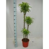 Драцена Лемон Сюрприз 3 ствола d24 см h135 см