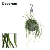 Леписмиум Боливианум d17 см h40 см Леписмиум Боливианум d17 см h40 см