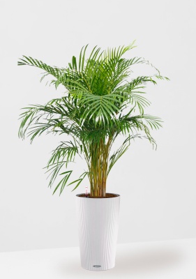 Хризалидокарпус Арека в CILINDRO 32, белый 