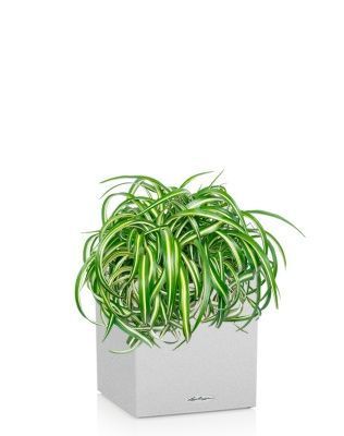 Хлорофитум Оушен 23/40 см в CANTO STONE LOW 30, песочный белый