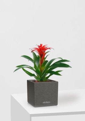 Гузмания Хоп 12/40 см в CANTO STONE 14