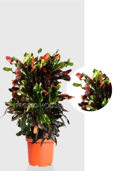 Кротон (Кодиеум) Мамми 30/130 см