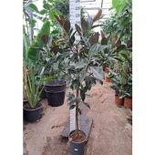 Фикус Эластика Мелани d30 см h200 см