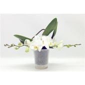 Фаленопсис 2 ствола Table White (phalaenova) d12 см h30 см