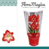Гиппеаструм Exotic Striped Extra Op Flora Magica 2 ствола d14 см h25 см тип 3