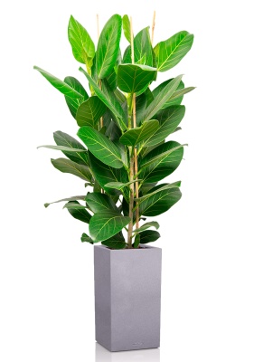 Фикус Бенгальский Андрей 3 ствола 27/120 см в CANTO STONE HIGH 30 Фикус Бенгальский Андрей 3 ствола 27/120 см в CANTO STONE HIGH 30