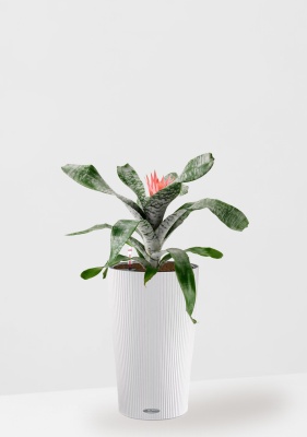 Эхмея 17/50 см в CILINDRO 23 Эхмея 17/50 см в CILINDRO 23