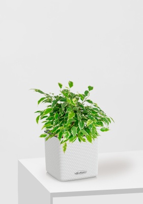 Фикус Бенджамина Кинки Пестрый 12/30 см в CUBE COLOR 14, белый