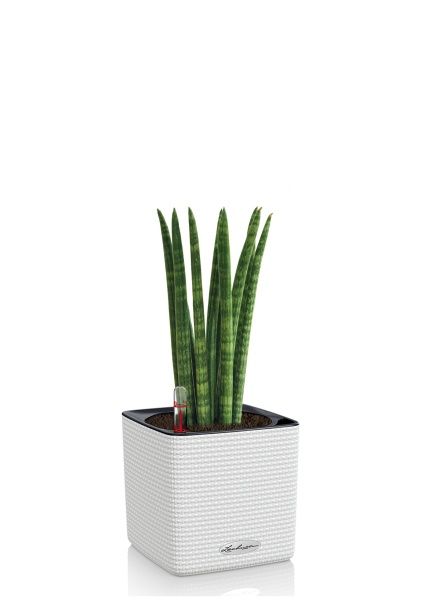 Сансевиерия Цилиндрика в CUBE COLOR 14