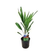 Трахикарпус Форчуна d12 см h50 см