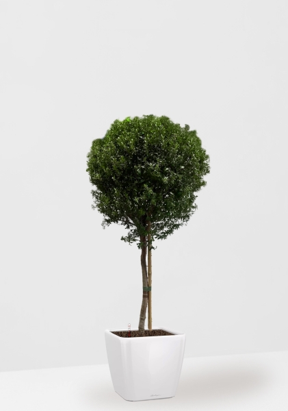 Мирт 24/90 см в QUADRO LS 28