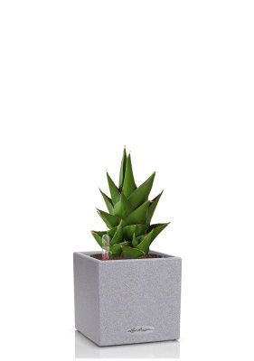 Сансевиерия Аббей Краун в CANTO STONE 14, серый камень 