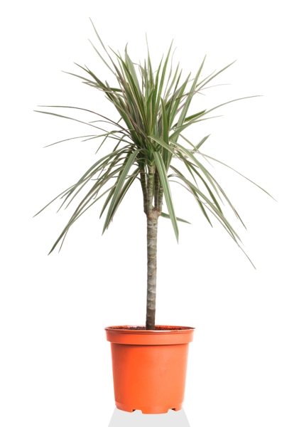 Драцена Маргината Биколор 1 ствол 17/70 см