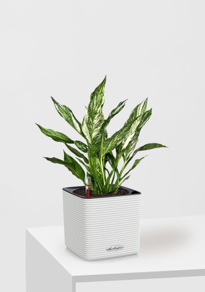 Спатифиллум вариегатный (без соцветий) 12/40 см в CUBE COLOR 14