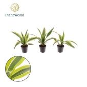 Драцена Лемон Лайм розетка d7 см h20 см