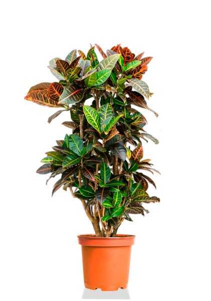 Кротон Кодиеум Петра бранч d27 см h120 см