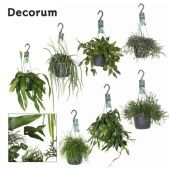 Рипсалис микс d17 см h30 см