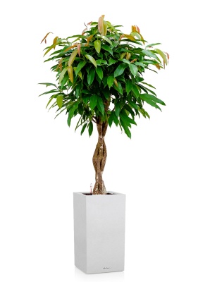 Фикус Биннендийка Амстел Кинг переплетенный 27/140 см в CANTO STONE HIGH 30