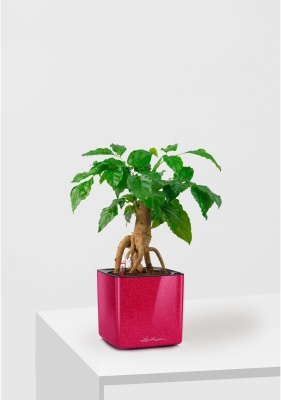 Радермахера бонсай 12/30 см в CUBE Glossy Kiss 14