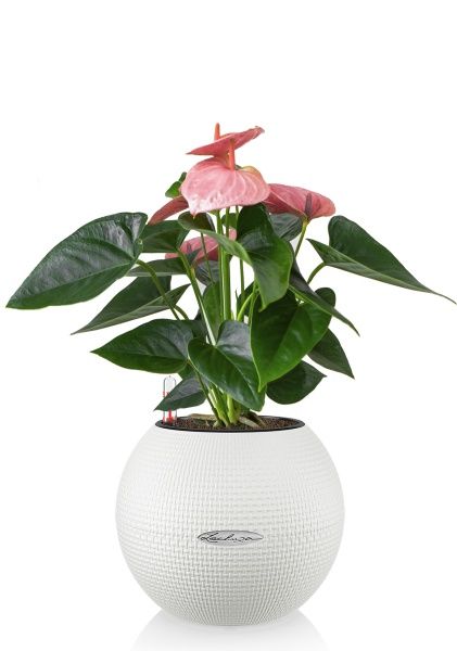 Антуриум розовый в PURO 20