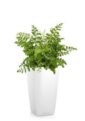 Папоротник Парвати в MAXI CUBI, белый блестящий Папоротник Парвати в MAXI CUBI, белый блестящий