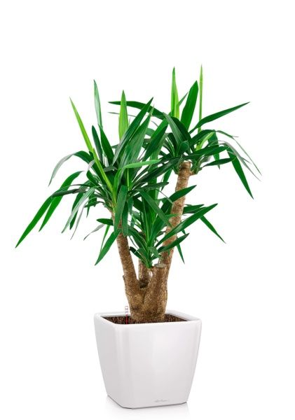 Юкка разветвленная 24/100 см в QUADRO LS 28