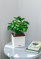 Кофе 12/30 см в CANTO STONE 14 