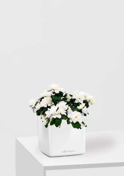 Азалия индика белая 12/25 см в CUBE GLOSSY 14