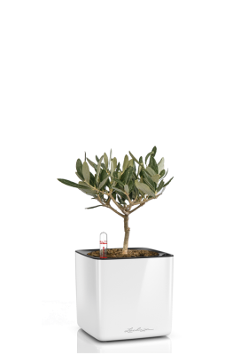 Олива CUBE GLOSSY 14/30 см Белый блестящий Олива CUBE GLOSSY 14/30 см Белый блестящий