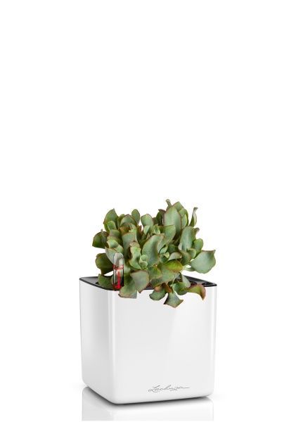 Крассула Ундулатифолия 12/20 см в CUBE GLOSSY 16