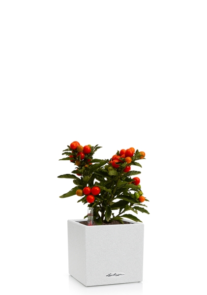 Соланум 10/25 см в CANTO STONE 14