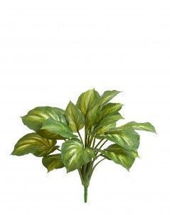 Хоста жёлто-зелёная большая