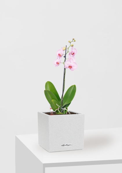 Орхидея Фаленопсис светло-розовая 12/60 см в CANTO STONE 14 Орхидея Фаленопсис светло-розовая 12/60 см в CANTO STONE 14
