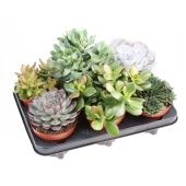 Суккуленты микс d12 см h15 см тип 3