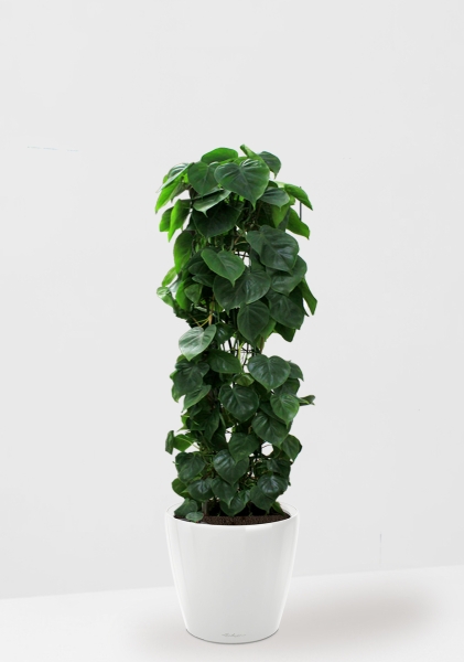 Филодендрон Сканденс на решетке 24/120 см в CLASSICO LS 35 Филодендрон Сканденс на решетке 24/120 см в CLASSICO LS 35