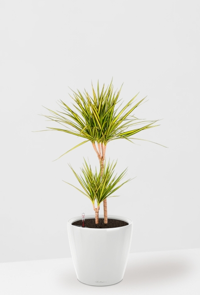 Драцена Маргината Санрей 2 ствола 17/70 см CLASSICO LS 21