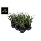 Сансевиерия Comet Kichaka d12 см h35 см