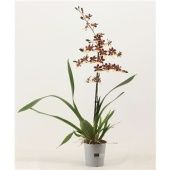 Орхидея Камбрия Бонфайр 1 ствол d12 см h65 см тип 1 Орхидея Камбрия Бонфайр 1 ствол d12 см h65 см тип 1