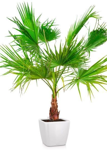 Вашингтония в QUADRO LS 50 Вашингтония в QUADRO LS 50