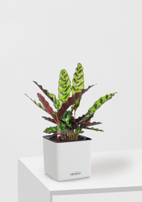 Калатея Лансифолия 12/30 см в CUBE Color 14