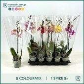 Фаленопсис 1 ствол Mix 9+ (van Geel) d12 см h55 см тип 1