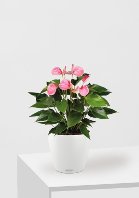 Антуриум Андрианум розовый 17/60 см в CLASSICO COLOR 21, белый Антуриум Андрианум розовый 17/60 см в CLASSICO COLOR 21, белый