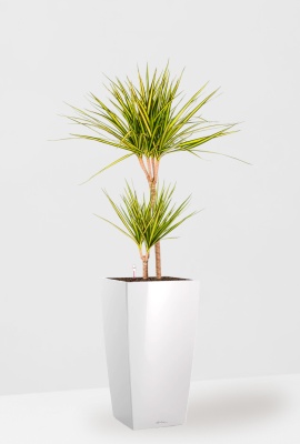 Драцена Маргината Санрей 2 ствола 17/70 см CUBICO 22, белый блестящий